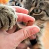Akinu ANTIHAIRBALL Hovězí pamlsek pro kočky 50 g