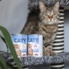 Akinu CATY Drůbeží kousky v omáčce konzerva pro kočky 415 g