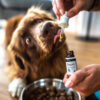 Akinu VITALITY CBD Konopný olej doplněk stravy pro psy 10% 10 ml
