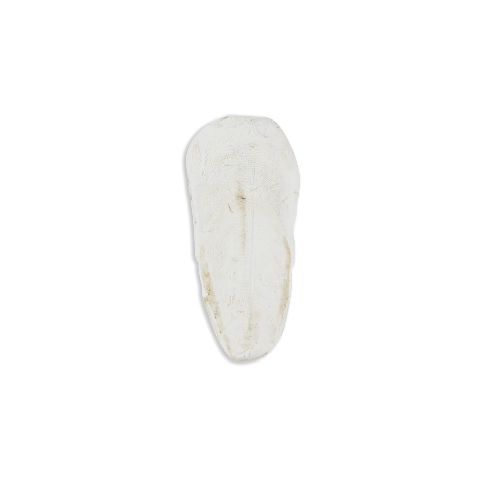 Akinu Sépiová kost VOLNĚ (1kg) 15 - 20 cm