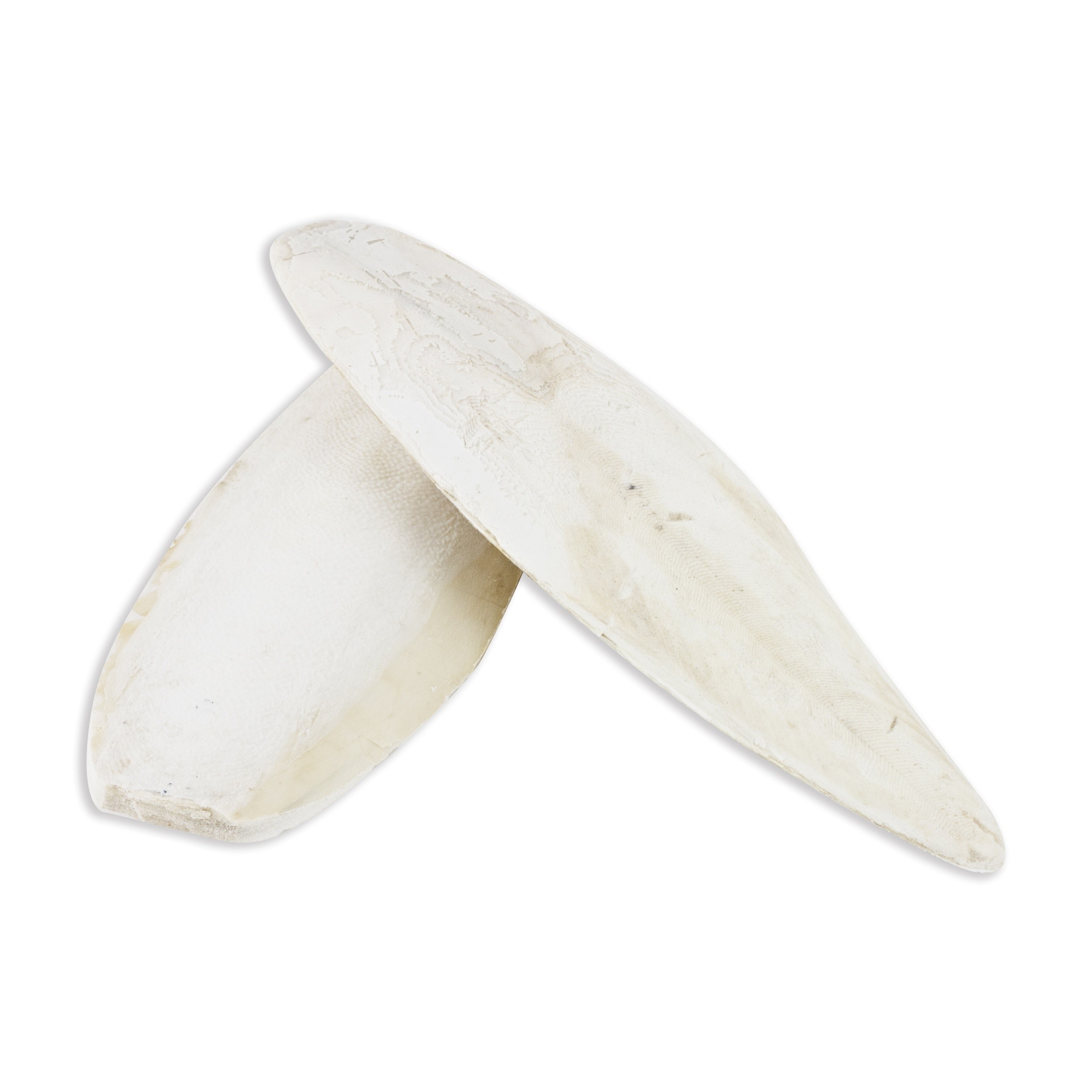 Akinu Sépiová kost VOLNĚ (1kg) 20 - 25 cm